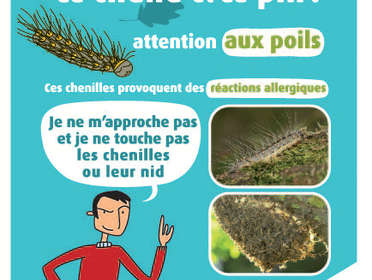Opération mise en place de pièges contre l’invasion des chenilles processionnaires