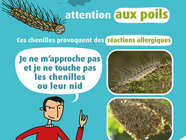 Attention aux chenilles processionnaires